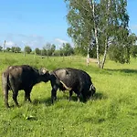 Osada Jaćwingów * Gołdap