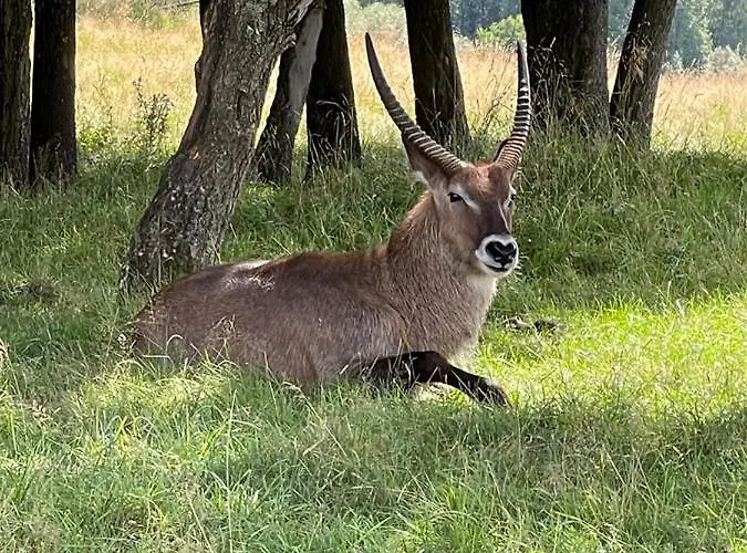 Osada Jacwingow Gołdap